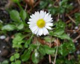 Daisy