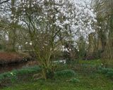 Flowering trees