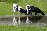 Cows