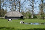Heifers