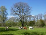 Cows