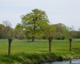 Oak tree