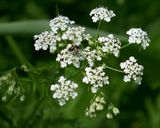 Annas lace