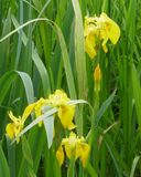 Yellow iris