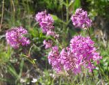 Red Alpine catchfly
