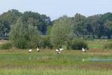 Storks