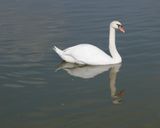 Swan