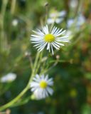 Aster