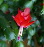 Christmas cactus