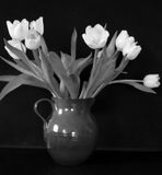 White tulips