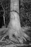 Rooted