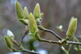 Magnolia