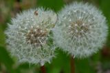 Seedheads
