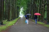 Umbrellas