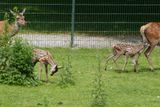 Little deer