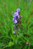 Leopard marsh orchid