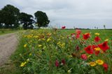 Wild flowers