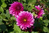 Dahlias