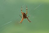 Crossbow spider