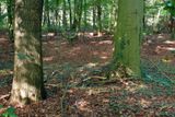 The forest