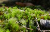 Morning dew