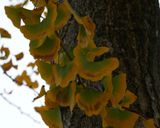 Gingko