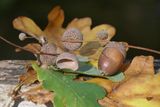 Acorns