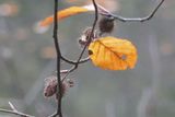 Beechnuts shell