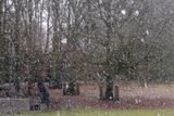 Snowflakes