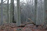 Beeches