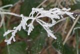 Ice flower