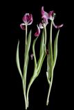 Three tulips