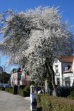 Blackthorn