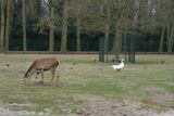 The deer and the goose