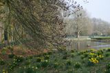Daffodils