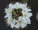 Prunus Spinoza