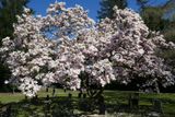 Magnolia