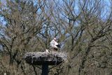 Stork