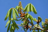 Chestnut