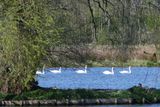 Swanlake
