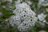 Snowball