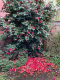 Camellia