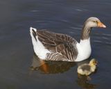Gosling