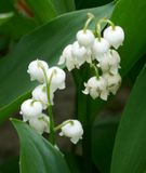 Lily of the valley