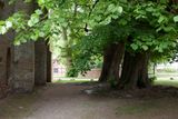 Old Lindentrees