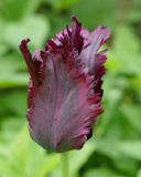 Frinched black tulip
