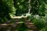 Shadow play in the wood