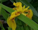 Yellow Iris