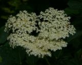 Elderflower
