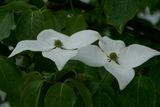 Dogwoods